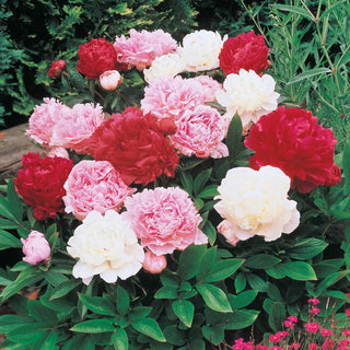 Fragrant Peony Mixture